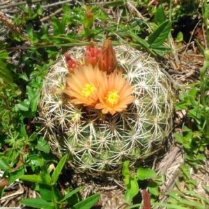 Coryphantha compacta cactus met heldergroene stekels en gele bloemknoppen.
