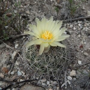 Coryphantha delicata cactus met heldergele bloemen en stekelige groene stelen.