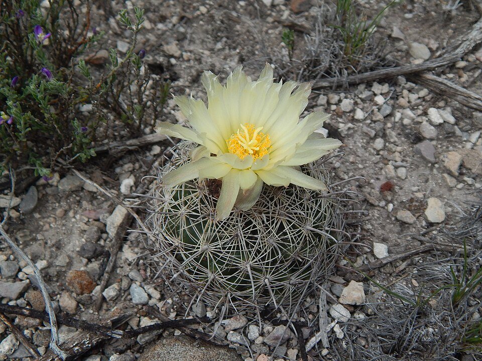 Coryphantha delicata cactus met heldergele bloemen en stekelige groene stelen.
