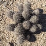Coryphantha echinus cactus met witte stekels en gele bloemen in bloei.