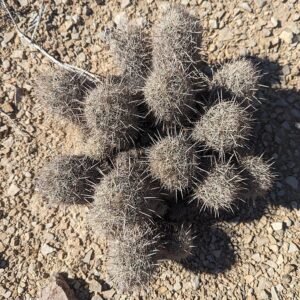 Coryphantha echinus cactus met witte stekels en gele bloemen in bloei.