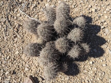 Coryphantha echinus cactus met witte stekels en gele bloemen in bloei.
