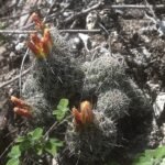 Coryphantha jalpanensis cactus met gele bloemen en lichtgroene stekels.