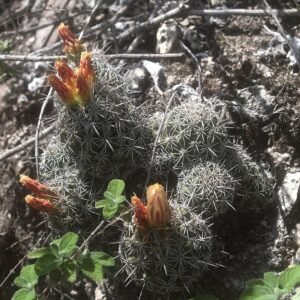 Coryphantha jalpanensis cactus met gele bloemen en lichtgroene stekels.