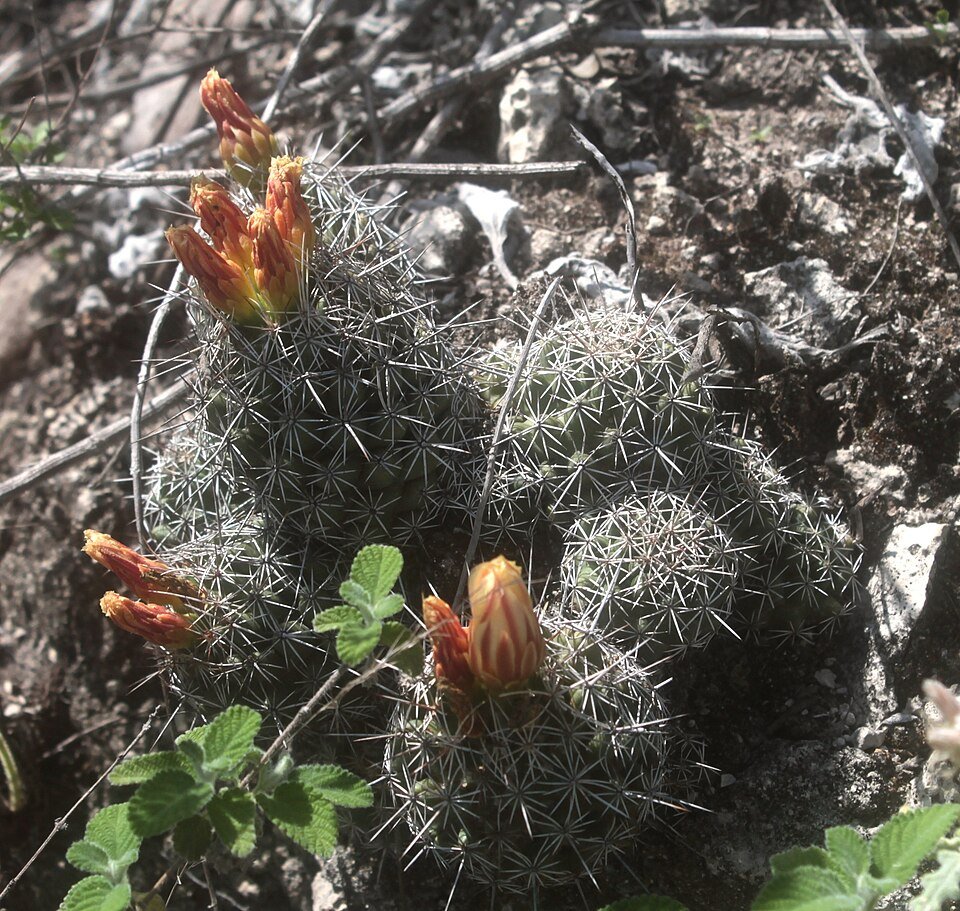 Coryphantha jalpanensis cactus met gele bloemen en lichtgroene stekels.