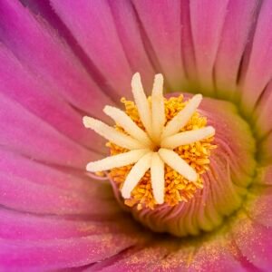 Bloeiende Coryphantha macromeris cactus met gele bloemen en stekels.
