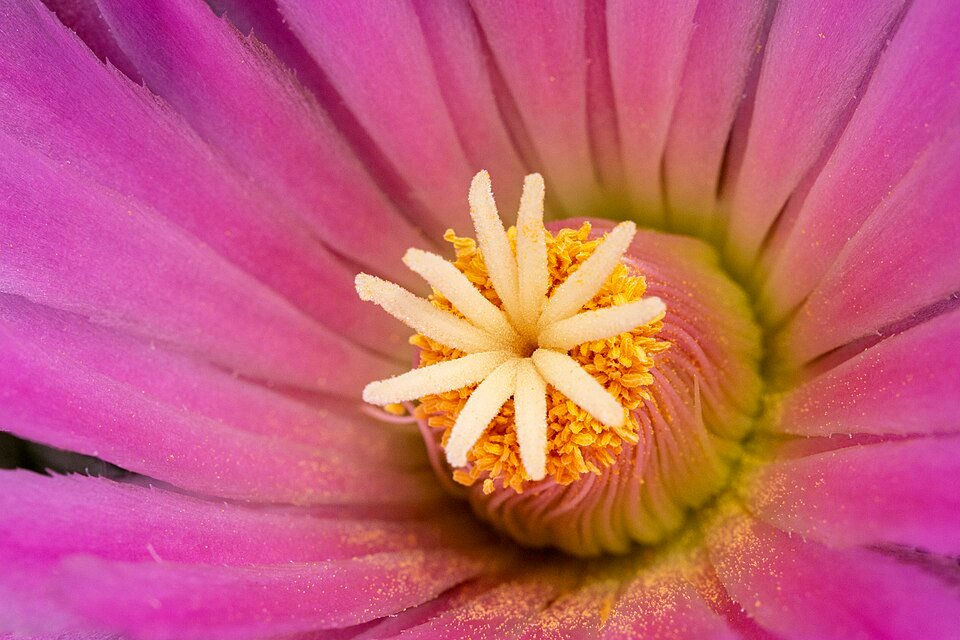 Bloeiende Coryphantha macromeris cactus met gele bloemen en stekels.