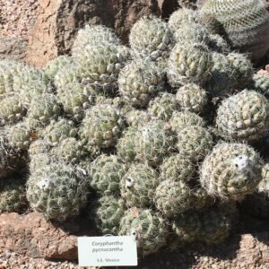 Coryphantha pycnacantha cactus in woestijnbotanische tuinsetting.