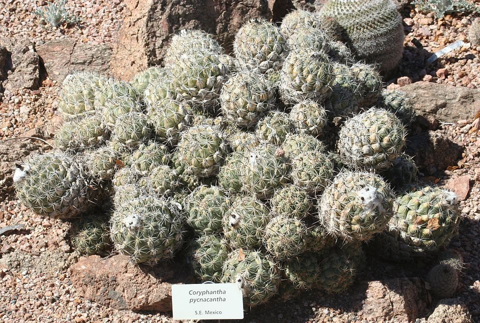 Coryphantha pycnacantha cactus in woestijnbotanische tuinsetting.