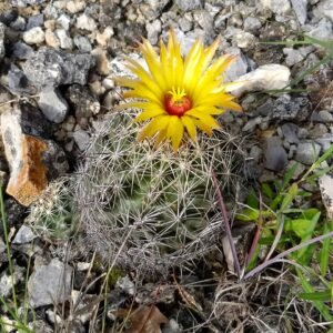 Coryphantha sulcata cactus met gele bloem in Dana Peak Park, Bell County, Texas.