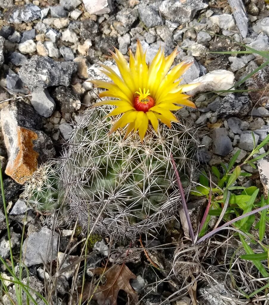 Coryphantha sulcata cactus met gele bloem in Dana Peak Park, Bell County, Texas.