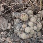 Escobaria tuberculosa cactus met roze bloemen en witte doornen op grijze achtergrond.