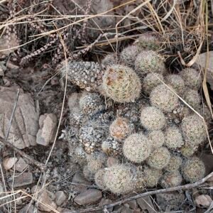 Escobaria tuberculosa cactus met roze bloemen en witte doornen op grijze achtergrond.