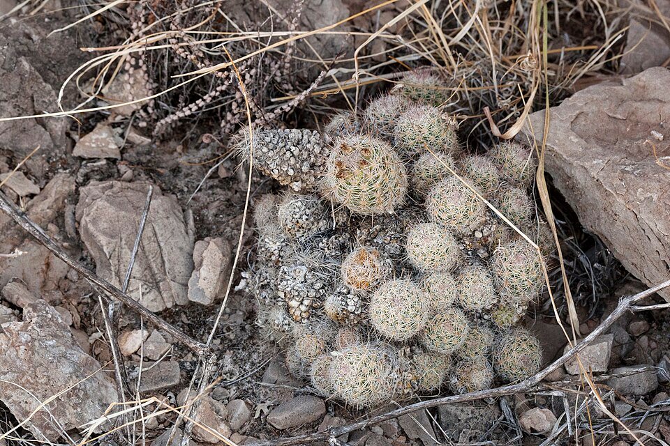 Escobaria tuberculosa cactus met roze bloemen en witte doornen op grijze achtergrond.