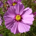 Cosmea - mix van sensaties bloemen in diverse kleuren