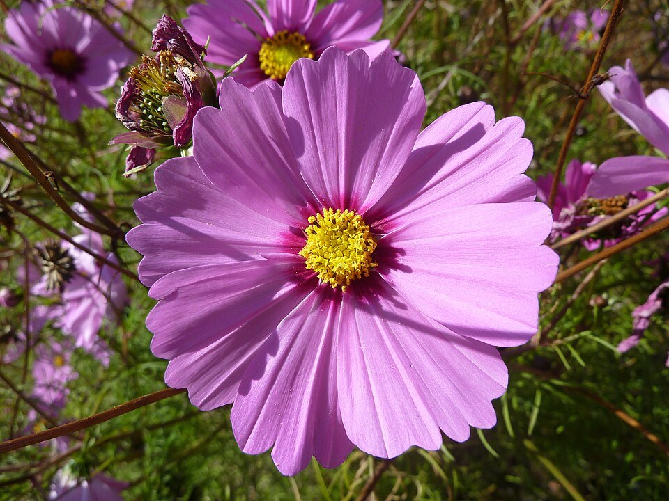 Cosmea - mix van sensaties bloemen in diverse kleuren