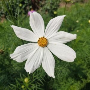 Kleurrijke Cosmea bloemen in volle zon.