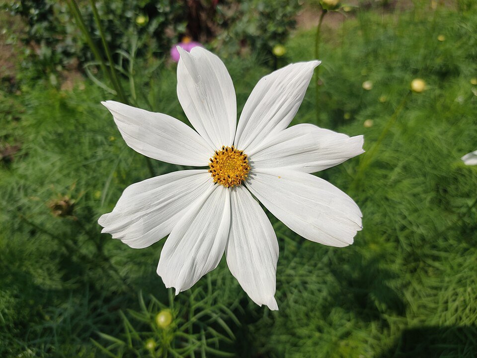 Kleurrijke Cosmea bloemen in volle zon.