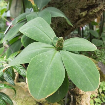 Tropische plant met groene bladeren en rode bloemen.