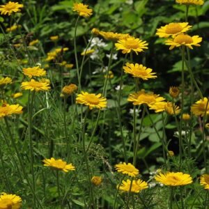 Gele kamille bloem tegen groene achtergrond.