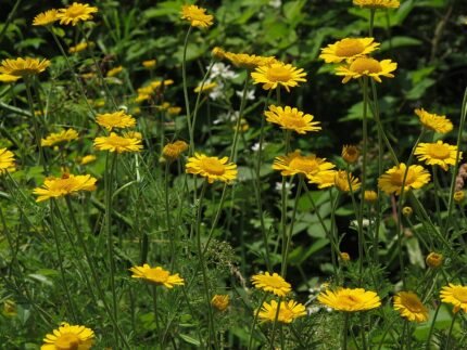 Gele kamille bloem tegen groene achtergrond.