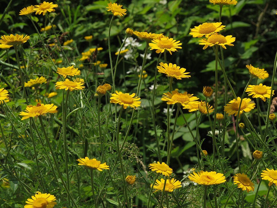 Gele kamille bloem tegen groene achtergrond.