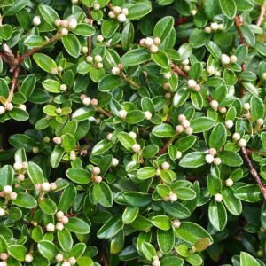 Cotoneaster plant met glanzende groene bladeren en rode bessen in een tuinsetting.