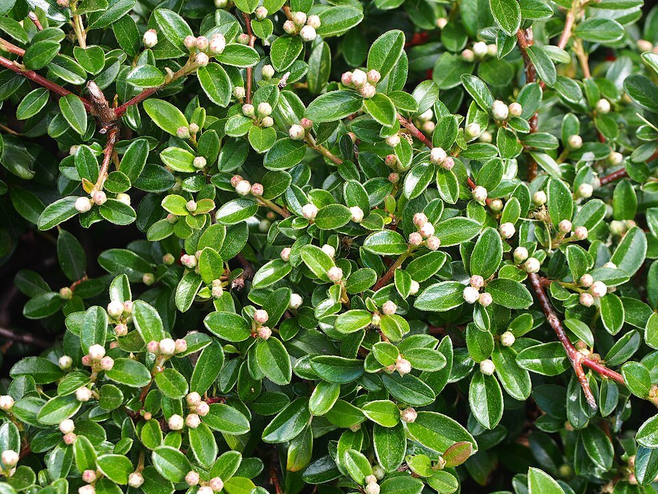 Cotoneaster plant met glanzende groene bladeren en rode bessen in een tuinsetting.