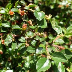 Cotoneaster cochleatus struik met ovale bladeren en rode bessen.