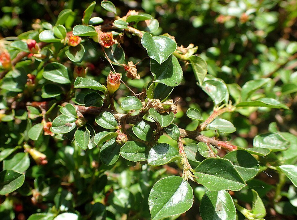 Cotoneaster cochleatus struik met ovale bladeren en rode bessen.