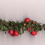 Cotoneaster integrifolius plant met groene bladeren en rode bessen.