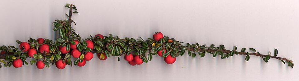 Cotoneaster integrifolius plant met groene bladeren en rode bessen.