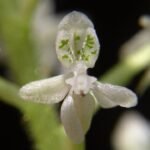 Witte bloem van de Cranichidinae orchidee op kleigrond.