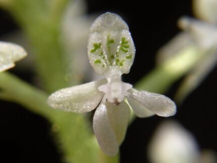 Witte bloem van de Cranichidinae orchidee op kleigrond.