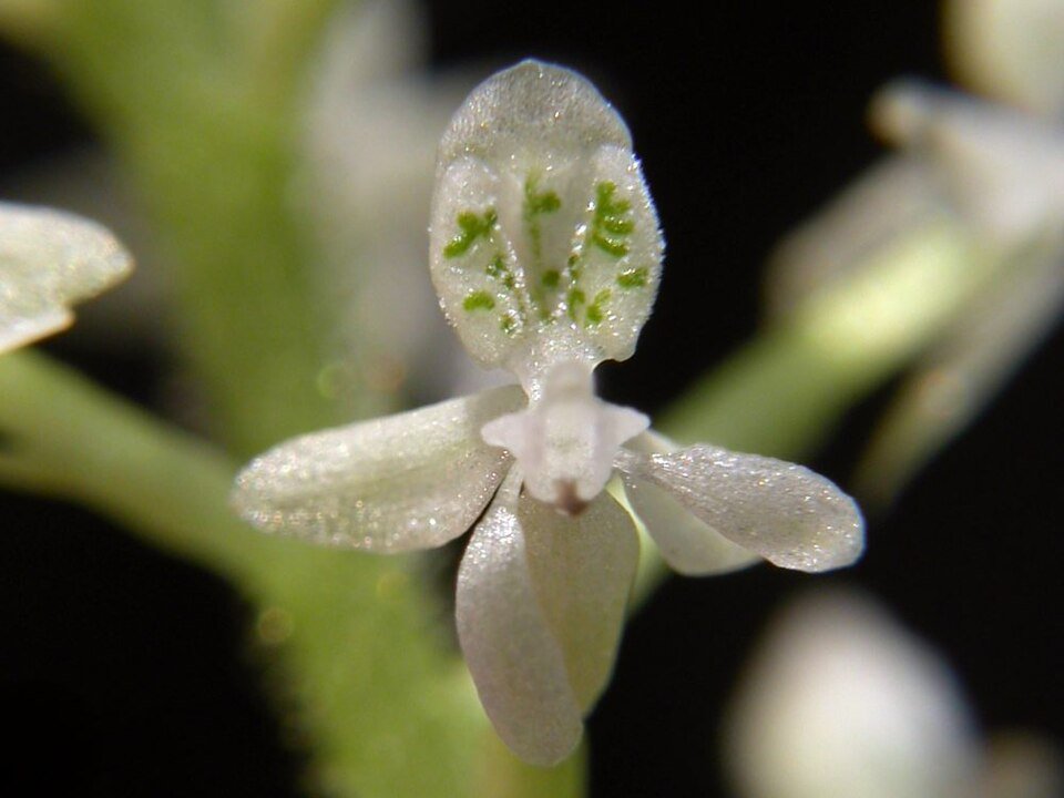 Witte bloem van de Cranichidinae orchidee op kleigrond.