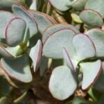 Crassula arborescens plant met groene bladeren en dikke stam.
