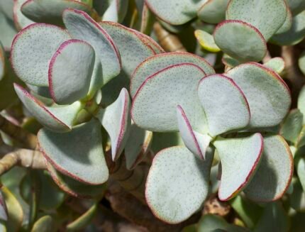 Crassula arborescens plant met groene bladeren en dikke stam.