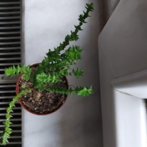 Crassula muscosa succulent plant with green leaves and stems.