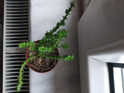 Crassula muscosa succulent plant with green leaves and stems.