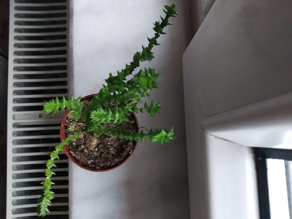 Crassula muscosa succulent plant with green leaves and stems.