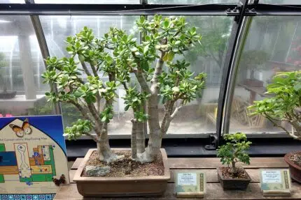 Bonsai van Crassula sarcocaulis met Ebenopsis ebano detail.