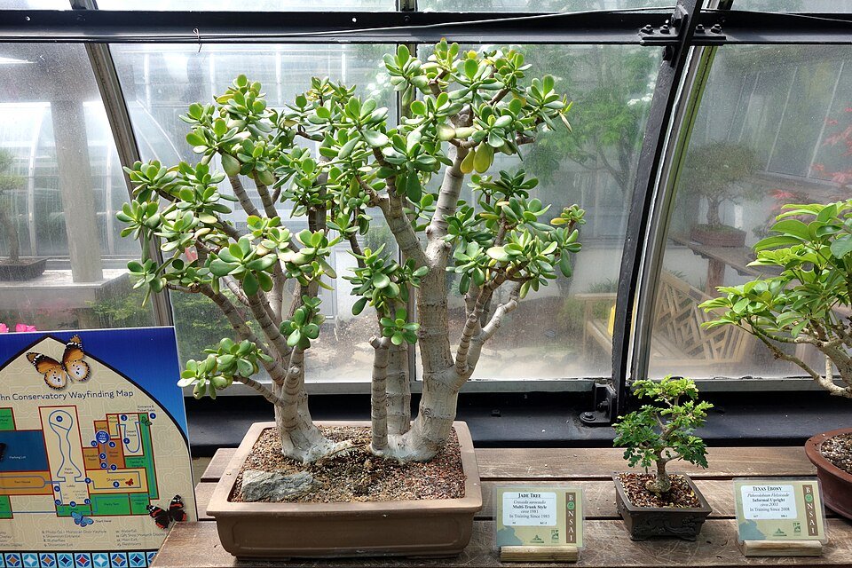 Bonsai van Crassula sarcocaulis met Ebenopsis ebano detail.