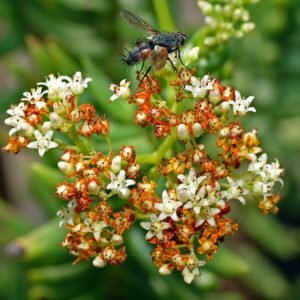 Crassula tetragona bloeiende top met scherp blad.