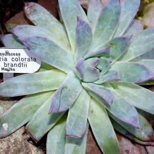 Echeveria colorata var. brandtii met blauwgroene bladeren en roze puntjes.