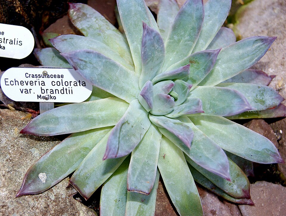 Echeveria colorata var. brandtii met blauwgroene bladeren en roze puntjes.