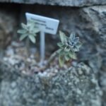 Compacte Pachyveria glauca 'Little Jewel' vetplant met zilvergroene bladeren.