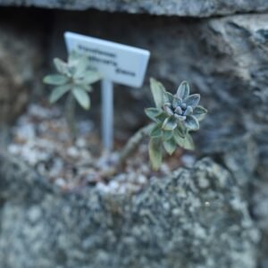 Compacte Pachyveria glauca 'Little Jewel' vetplant met zilvergroene bladeren.