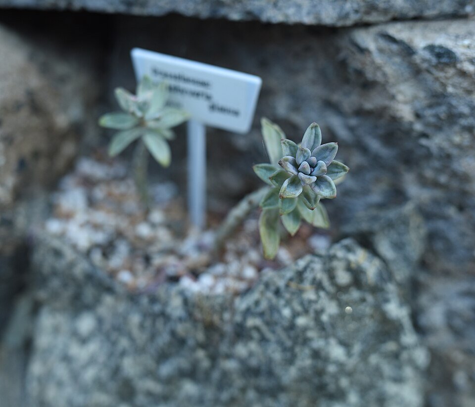 Compacte Pachyveria glauca 'Little Jewel' vetplant met zilvergroene bladeren.