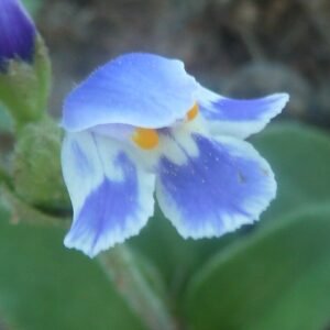 Craterostigma plantagineum bloem in Borakalalo-zuid-Afrika.