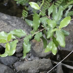 Rood bloeiende Crinodendron patagua struik met groene bladeren.
